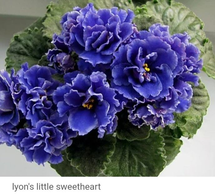 Poza net - Lyon s Little Sweetheart