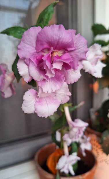 Maria - 14 Achimenes 2023