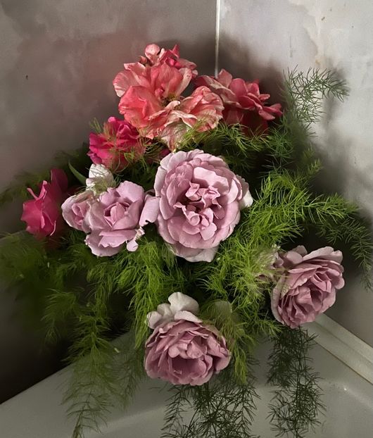 F35B4741-4304-42BE-8A1E-69FED16F8B4B - Trandafiri 2023 3 2024