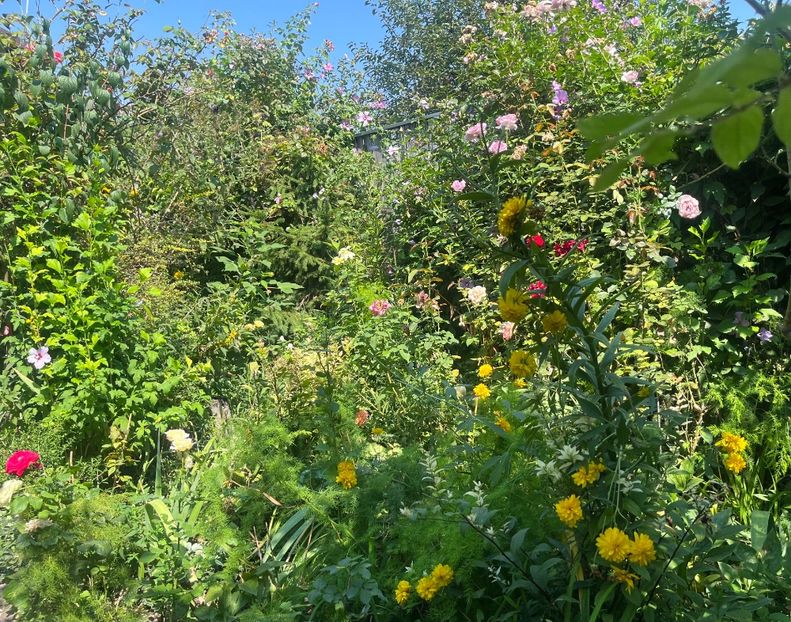 93DCD6A5-4AA8-44A9-B258-6A6D3E32380A - Trandafiri 2023 3 2024