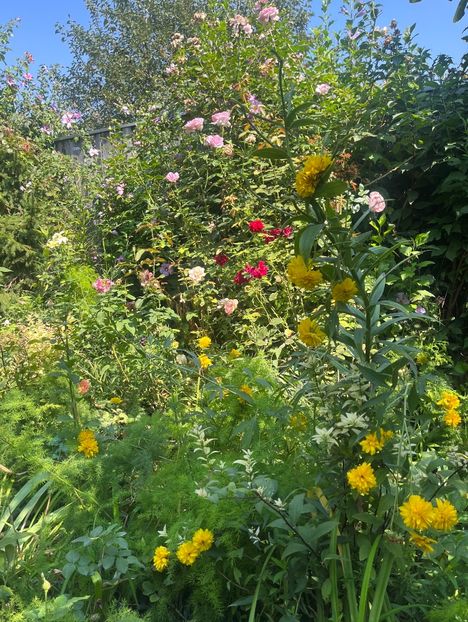 8F34D5C9-F1C7-43CA-9053-F52F07A2CA34 - Trandafiri 2023 3 2024