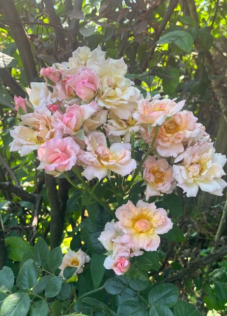 4C72149C-F8C4-46FA-8430-0610AD070EA3 - Trandafiri 2023 3 2024