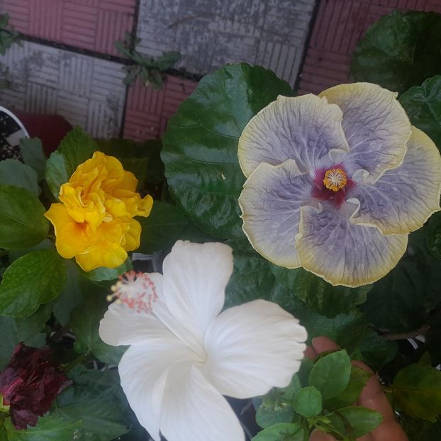 22.08.2023 - HIBISCUSI 2023-1