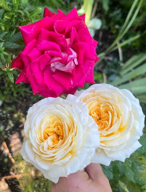 D6BD5A13-59CA-431B-81F5-6EF019EFA444 - Trandafiri 2023 3 2024