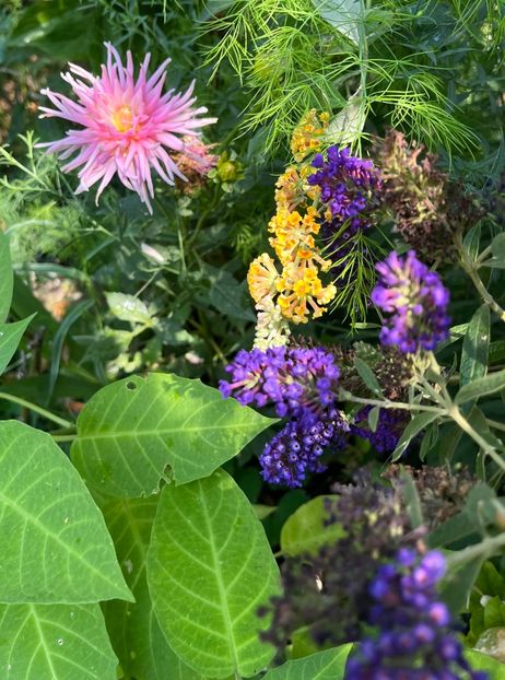 D702D8AB-FD32-4F8F-8998-EA150FACD574 - Arbusti 2017 23 24