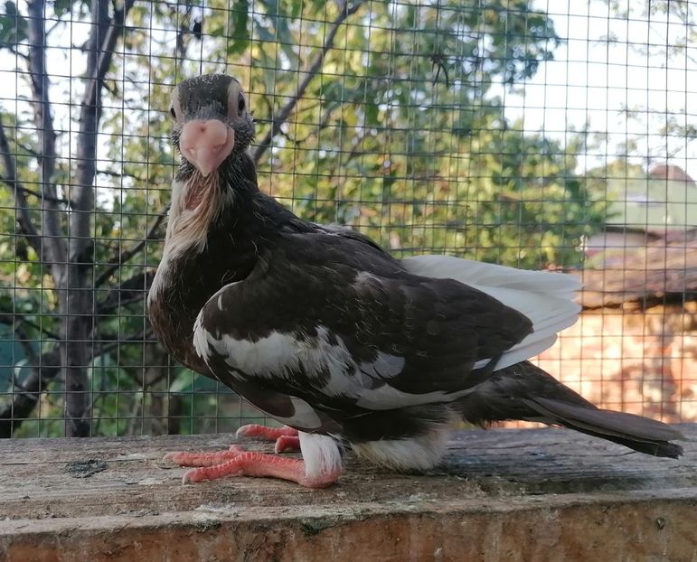 Pui 2023 - Carunculați 2023