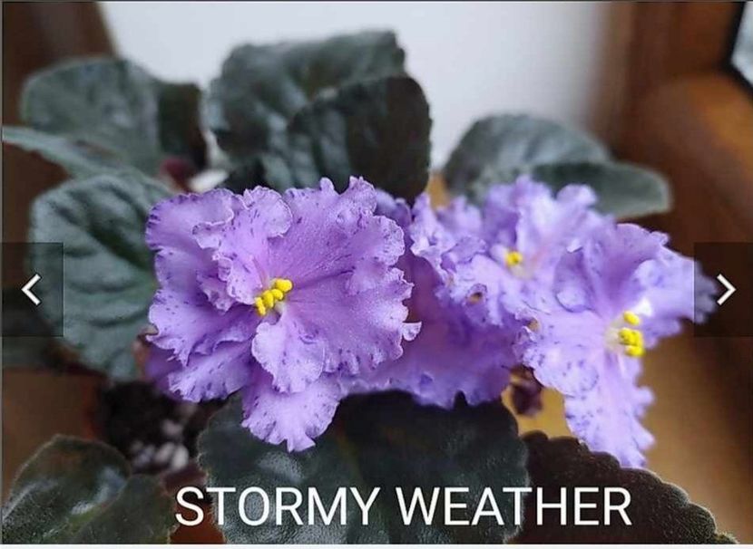 Poza net - Stormy Weather