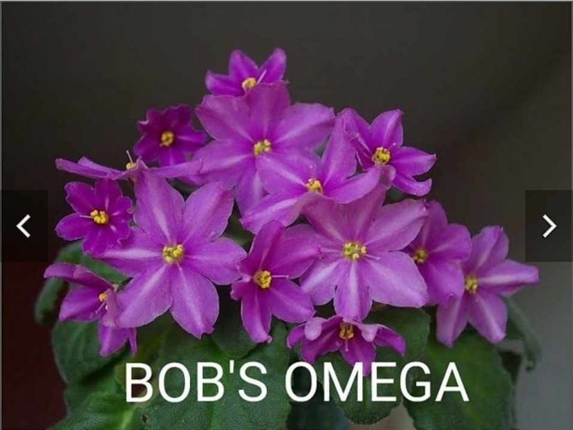 Poza net - Bob s Omega