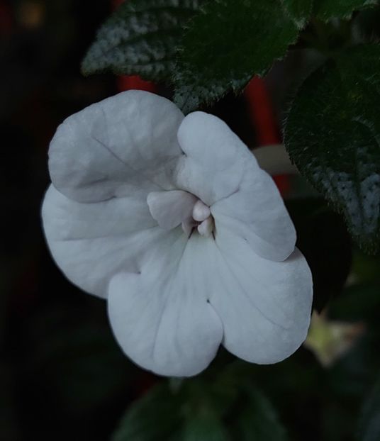  - Double Picotte Rose