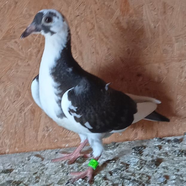 Pui 23-273 - Baltat negru