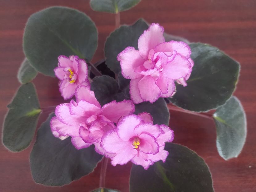 23 august 2023 - Strawberry Wave