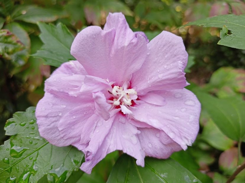 Hibiscus syriacus "Ardens" - Grădina 2023 continuare 5