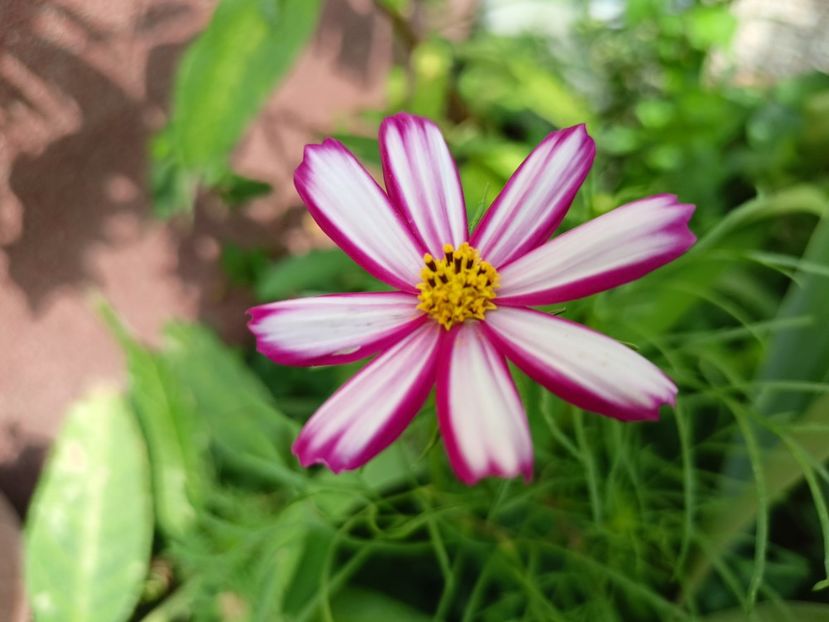 Cosmos din semințe - Grădina 2023 continuare 5