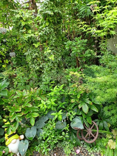  - Grădina 2023 continuare 5