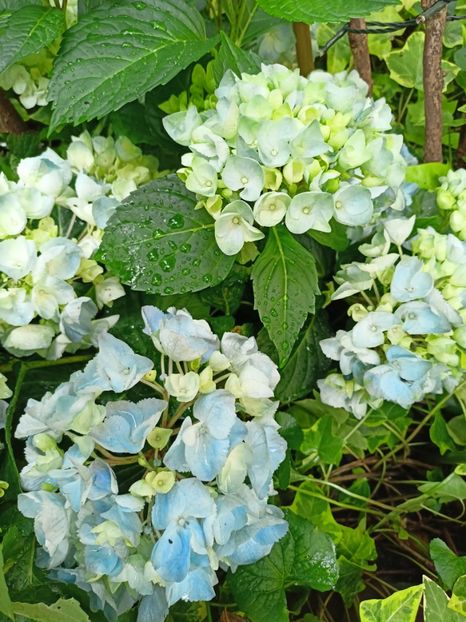 Nikko Blue - Grădina 2023 continuare 5