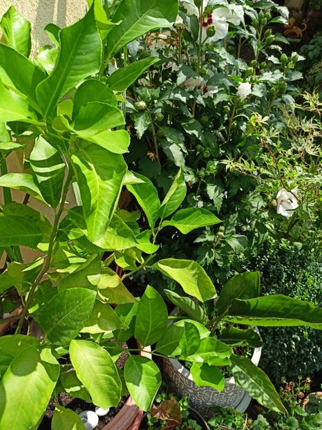  - Grădina 2023 continuare 5