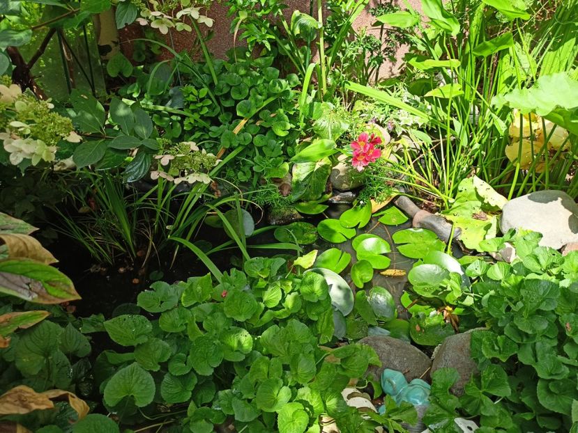  - Grădina 2023 continuare 5