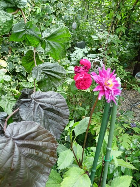  - Grădina 2023 continuare 5