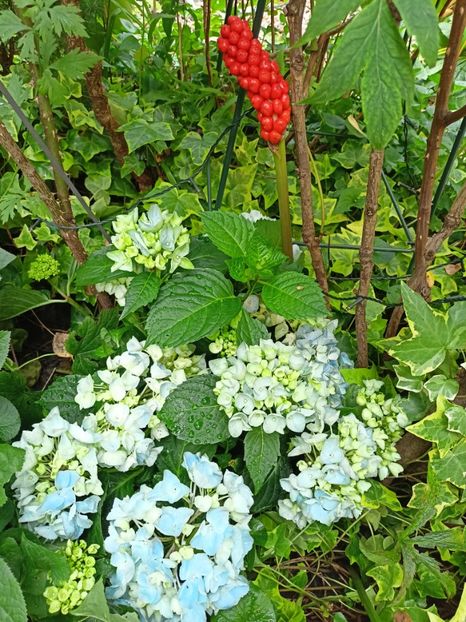  - Grădina 2023 continuare 5