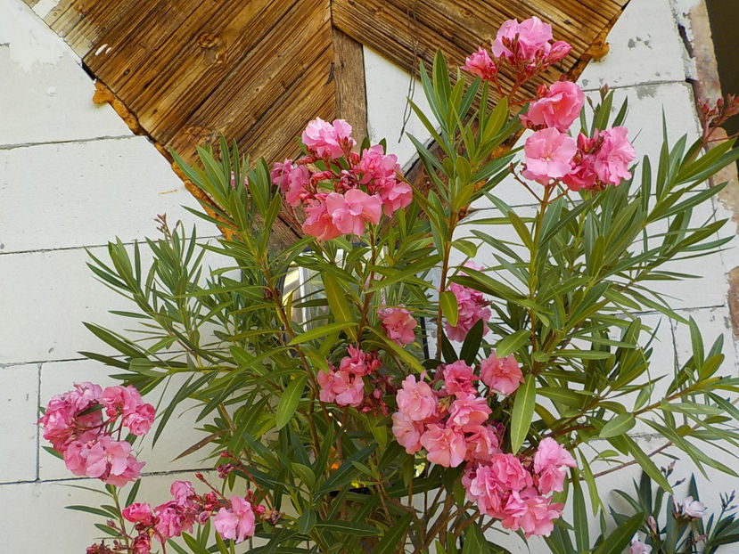  - roseum plenum 21