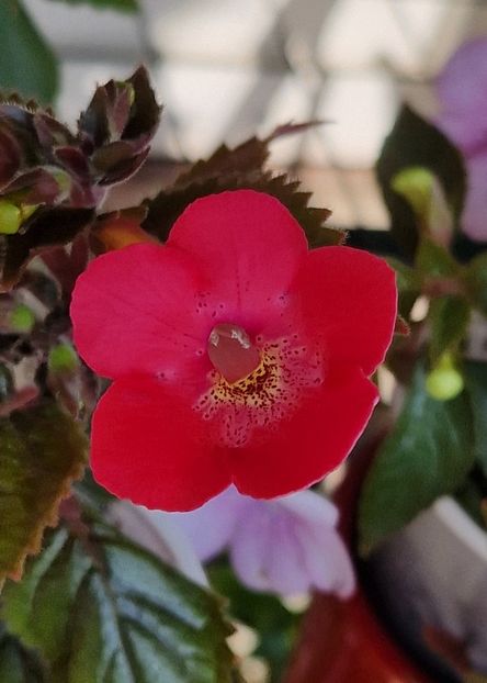 Rfs Mr Lawn - Achimenes 2023