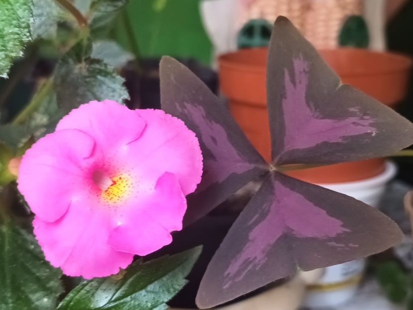 BriDs Pink Lily - Achimenes și Achimenantha 2023