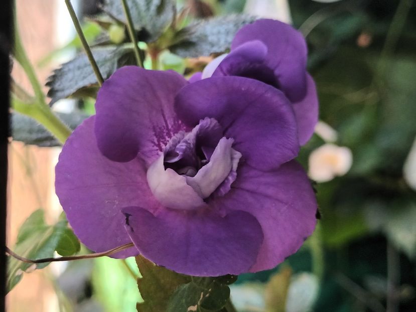 Nana Rene - Achimenes și Achimenantha 2023