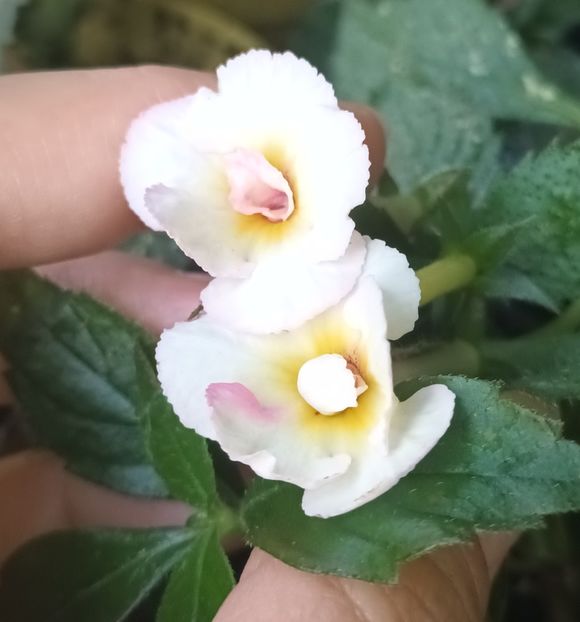 Lemon Orchard - Achimenes și Achimenantha 2023