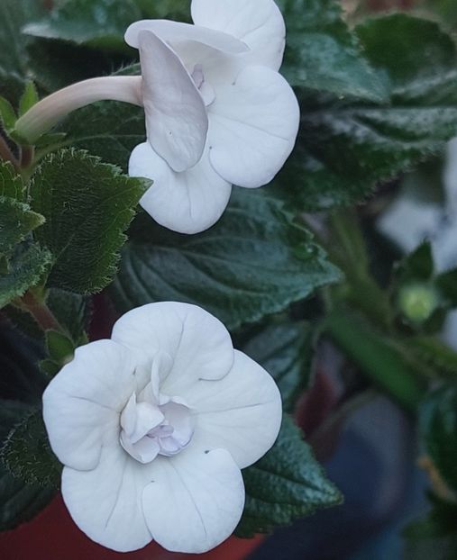  - Double Picotte Rose