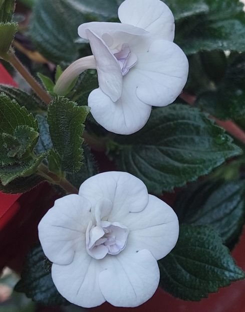  - Double Picotte Rose