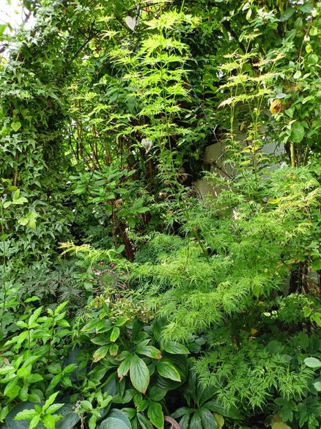 Seiryu, 23.08.2023 - Arțari