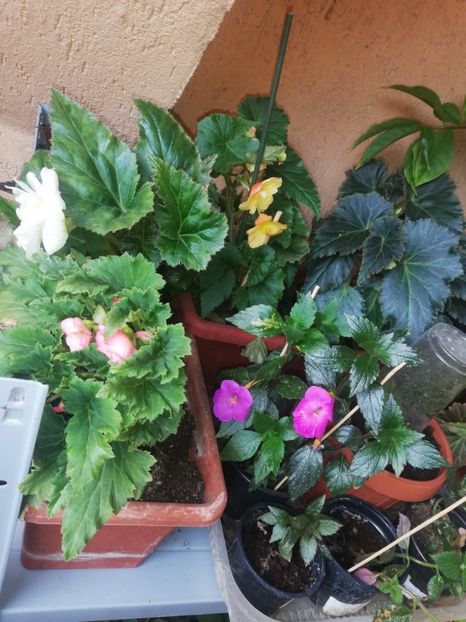 Mulțumesc - Flori 2023