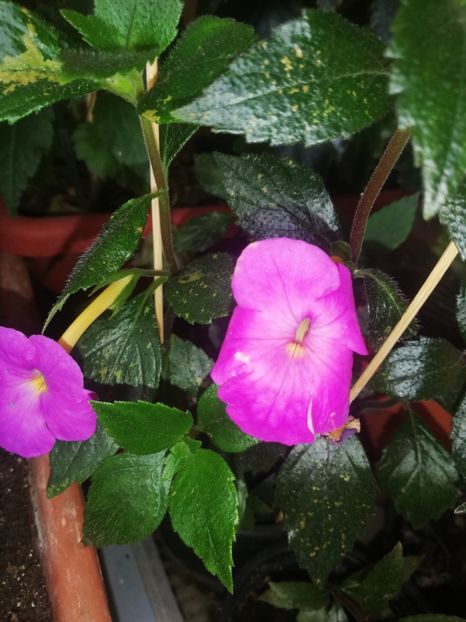 Mulțumesc - Flori 2023