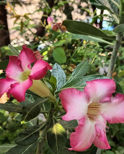  - Adenium sau trandafirul deșertului