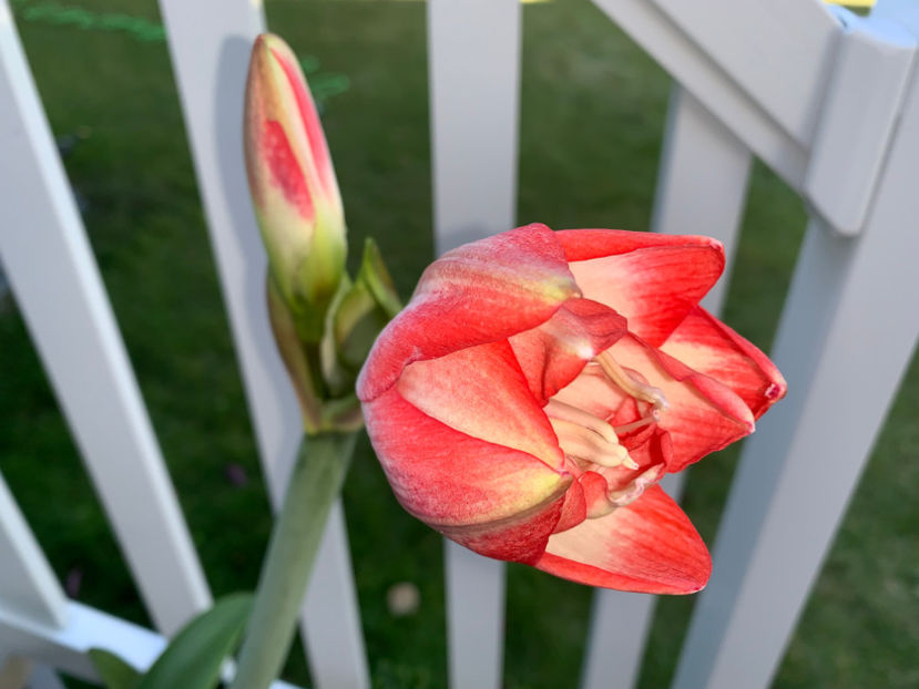  - Jurnalul gradinii 2023