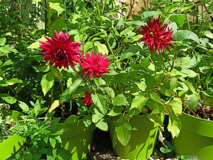 Red Pigmy - Grădina 2023 continuare 5