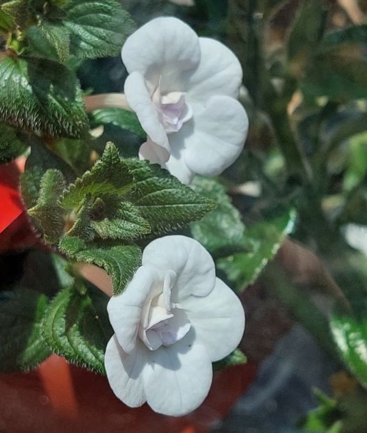  - Double Picotte Rose