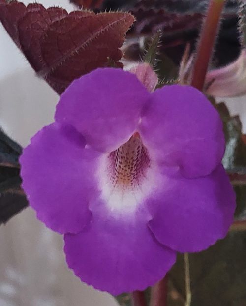 HILDA MICHELSON - AAA RIZOMI ACHIMENES DISPONIBILI -2023