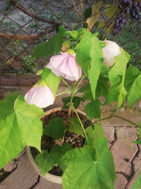 Mulțumesc! - Flori 2023