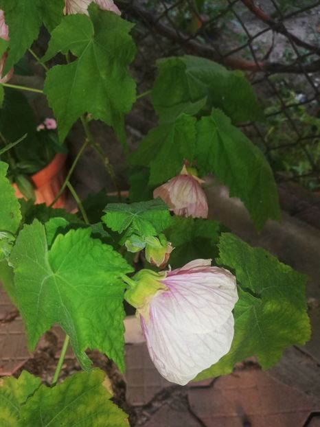 Mulțumesc! - Flori 2023