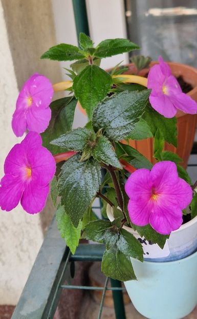  - Hybrid necunoscut Noid-pierdut