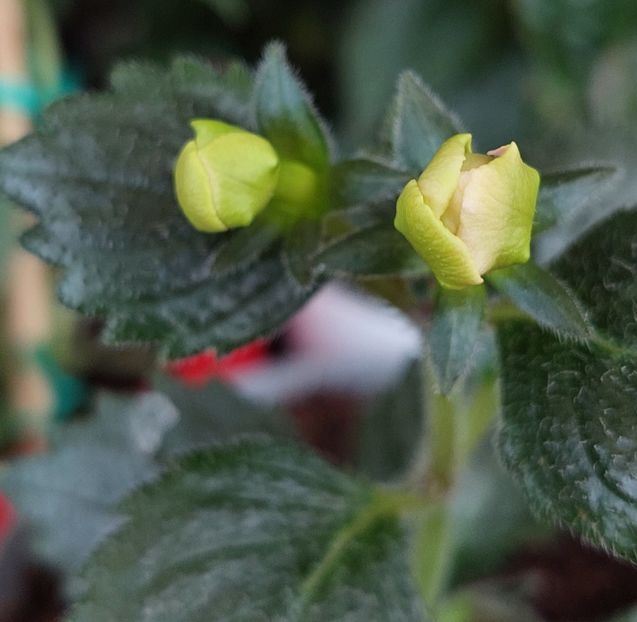  - BRID-S LUISA MARIA