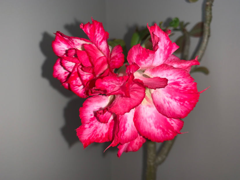  - Plante de interior 2023