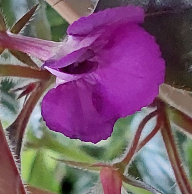  - Violaceea semiplena