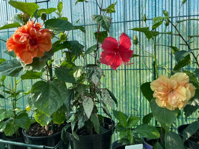 AF04DEFC-5F45-435B-B5AB-E5F3FBB1B49D - x-HD 1290 - pierdut