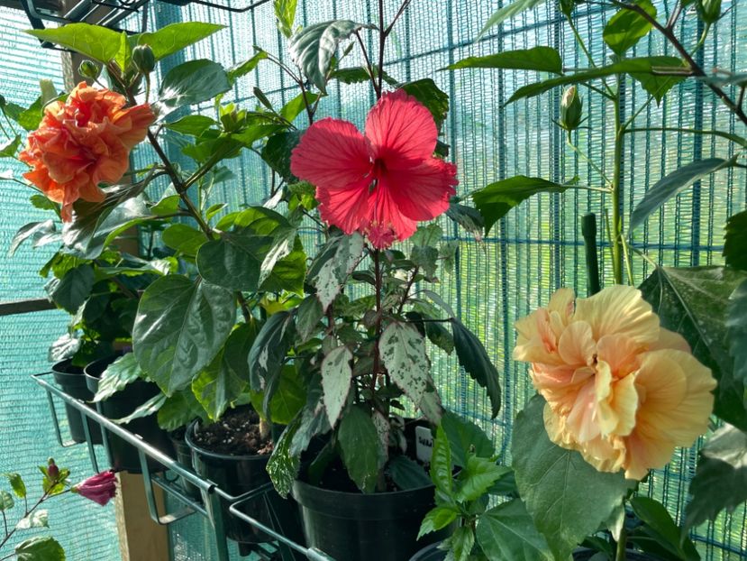 31A4A75E-FC23-4EE7-9DAC-F187DDE1A507 - 001 - Hibiscusi