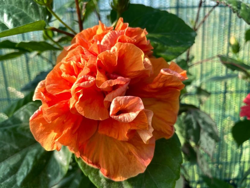 5B2C5A48-33A6-4EA1-BDB3-55646577B5C4 - 001 - Hibiscusi