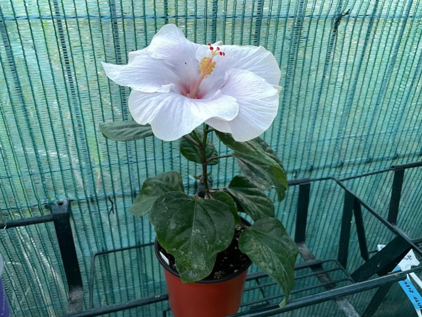 9C869821-54B2-4973-8F07-E2203B115E0E - 001 - Hibiscusi