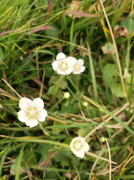 Img.2023.08.17 - Transfăgărășan Cârța jud Sibiu