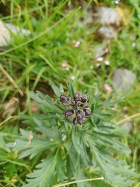 Img.2023.08.17 - Transfăgărășan Cârța jud Sibiu